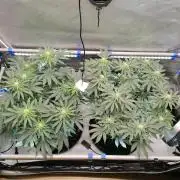 Die nächste Kirsche