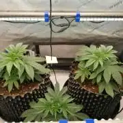 Die nächste Kirsche