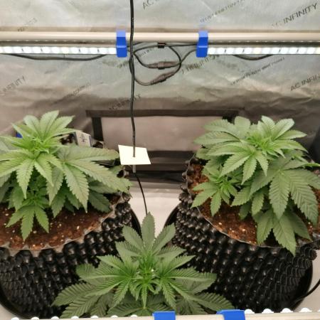 Die nächste Kirsche