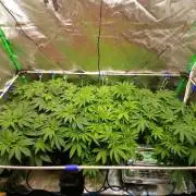 Sweetopia -Paradise Seeds-