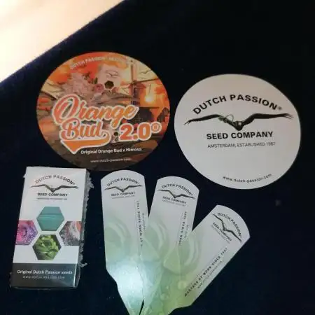 (Dutch Passion Contest) Orange Bud 2.0