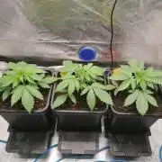 FastBud - Papayton -