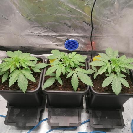 FastBud - Papayton -