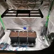 FastBud - Papayton -