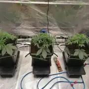 FastBud - Papayton -