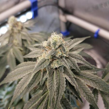 Die nächste Kirsche