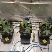 FastBud - Papayton -