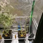 Nectar Drip (Zamnesia&TICAL)