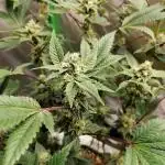(Dutch Passion Contest) Orange Bud 2.0