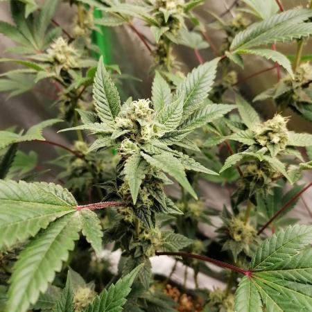 (Dutch Passion Contest) Orange Bud 2.0