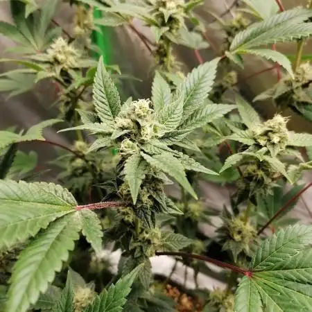 (Dutch Passion Contest) Orange Bud 2.0