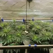 Die nächste Kirsche