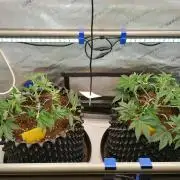 Die nächste Kirsche