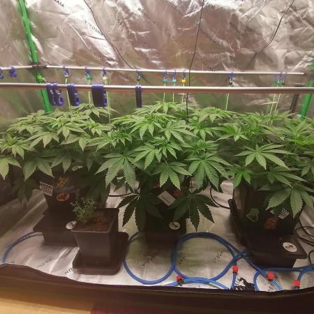 Sweetopia -Paradise Seeds-