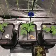 Sweetopia -Paradise Seeds-