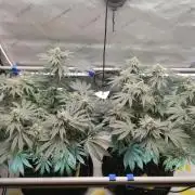 Die nächste Kirsche