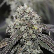 Sweet Berry's