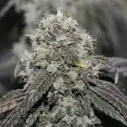 Sweet Berry's