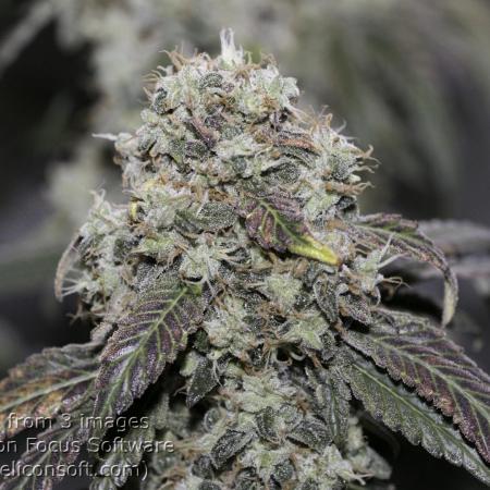 Sweet Berry's