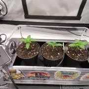 Die nächste Kirsche