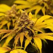 Sweetopia -Paradise Seeds-