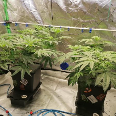 Chocolate Wafflez - Paradise Seeds -