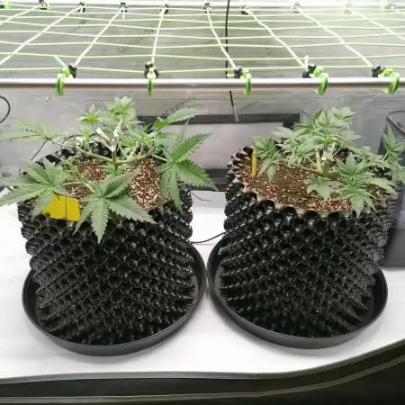 Vanilla Frosting Scrog