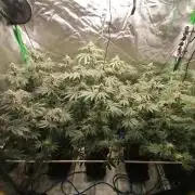 Nectar Drip (Zamnesia&TICAL)