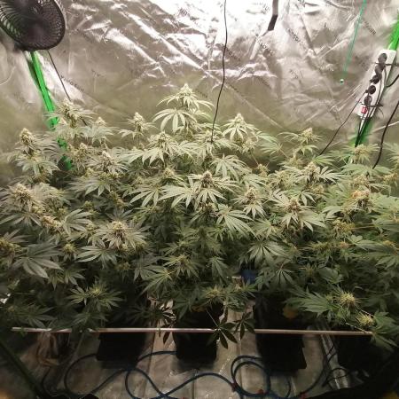 Nectar Drip (Zamnesia&TICAL)