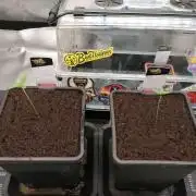 Chocolate Wafflez - Paradise Seeds -