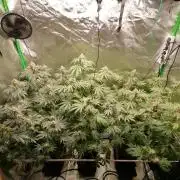 Nectar Drip (Zamnesia&TICAL)