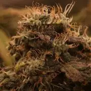 Sweet Berry's