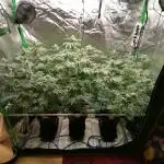 Nectar Drip (Zamnesia&TICAL)