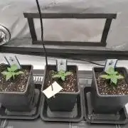 Die nächste Kirsche