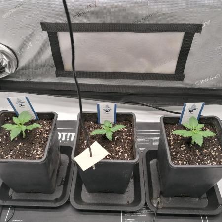 Die nächste Kirsche