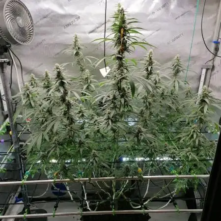 🍒 Chilled Cherry 🍒