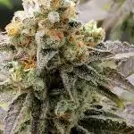 (Dutch Passion Contest) Orange Bud 2.0