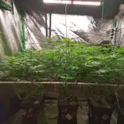 Sweetopia -Paradise Seeds-
