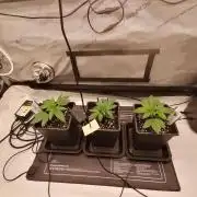 Die nächste Kirsche