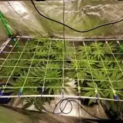 Chocolate Wafflez - Paradise Seeds -