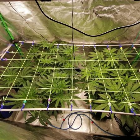 Chocolate Wafflez - Paradise Seeds -