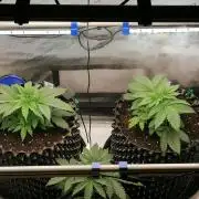 Die nächste Kirsche