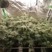 Nectar Drip (Zamnesia&TICAL)