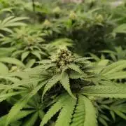 Sweetopia -Paradise Seeds-