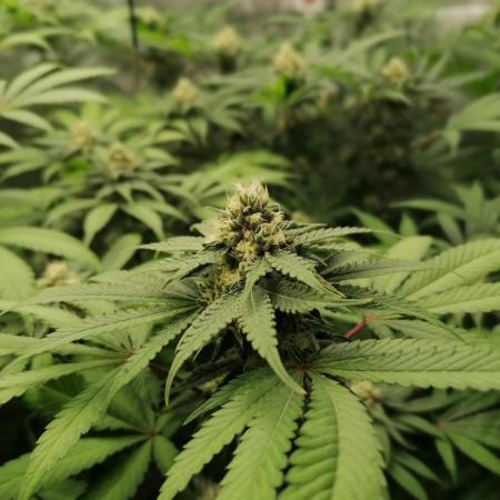 Sweetopia -Paradise Seeds-