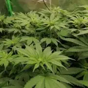 Sweetopia -Paradise Seeds-