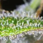 Vanilla Frosting Scrog