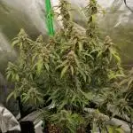 Godfeather OG F1 (Auto)