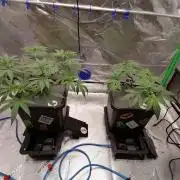 Chocolate Wafflez - Paradise Seeds -