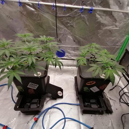 Chocolate Wafflez - Paradise Seeds -